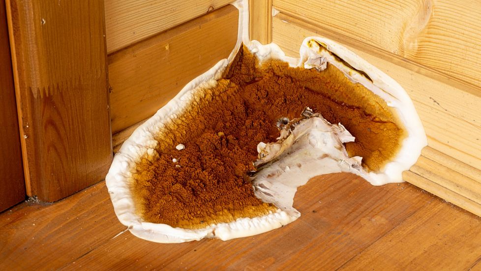 Znaky napadení dřevěných konstrukcí dřevokaznými houbami a plísní