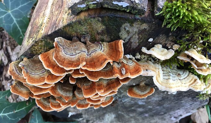 Outkovka pestrá: Léčivý zázrak i dřevokazná houba