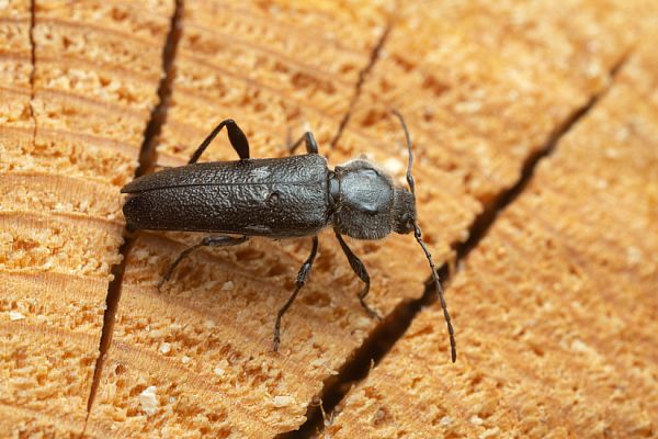 Tesařík krovový (Hylotrupes bajulus)