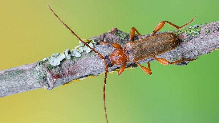 Tesařík skladištní (Phymatodes testaceus)