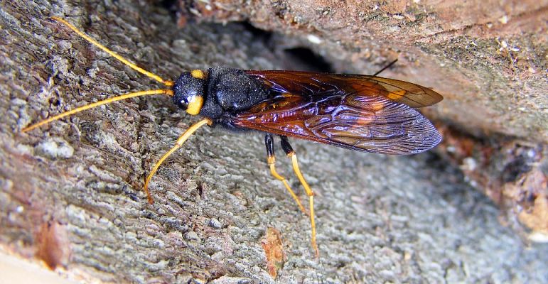 Pilořitky (Siricidae)