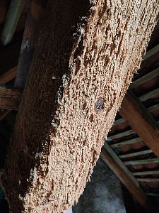 Čištění a sanace krovu nemocnice sv. Alžběty v Praze